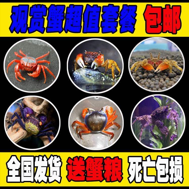 小螃蟹鲜活宠物水族淡水观赏蟹深水大型宠物蟹淡水蟹爬行鱼缸缸