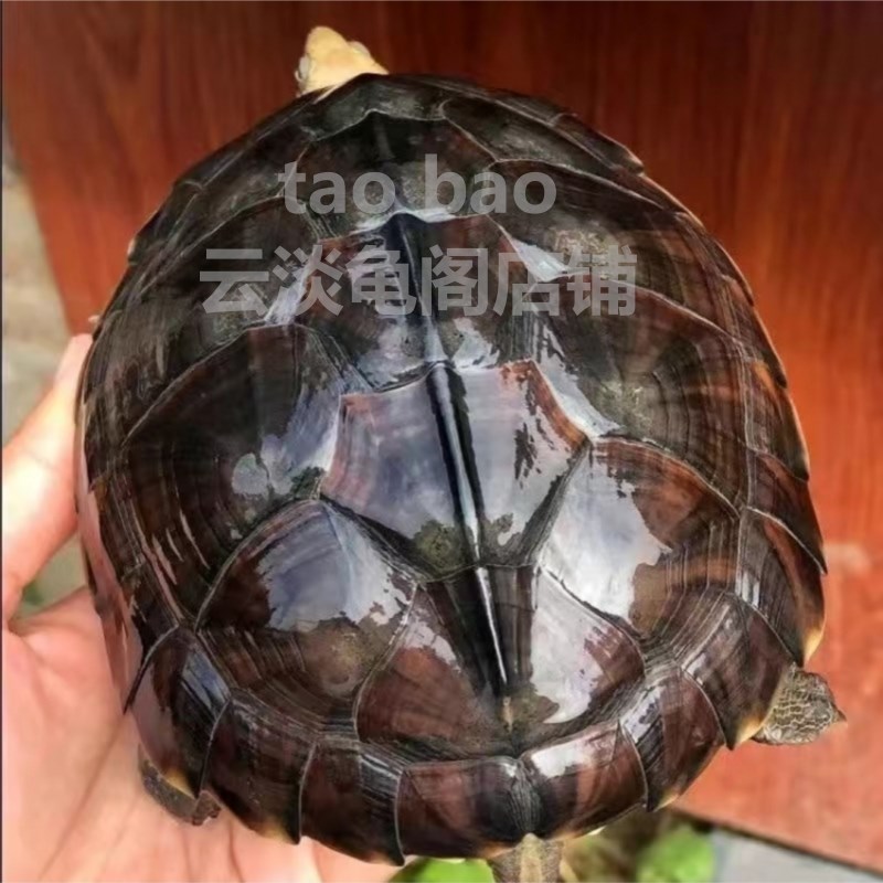 速发食用石金钱大龟乌龟鲜活食用草龟活物食用龟水龟南石龟中国草