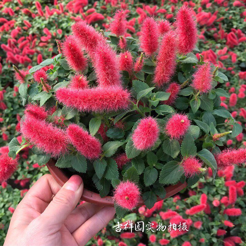 岁岁红 红樱吊兰庭院阳台多年生植物j耐热花期久毛茸茸好可爱
