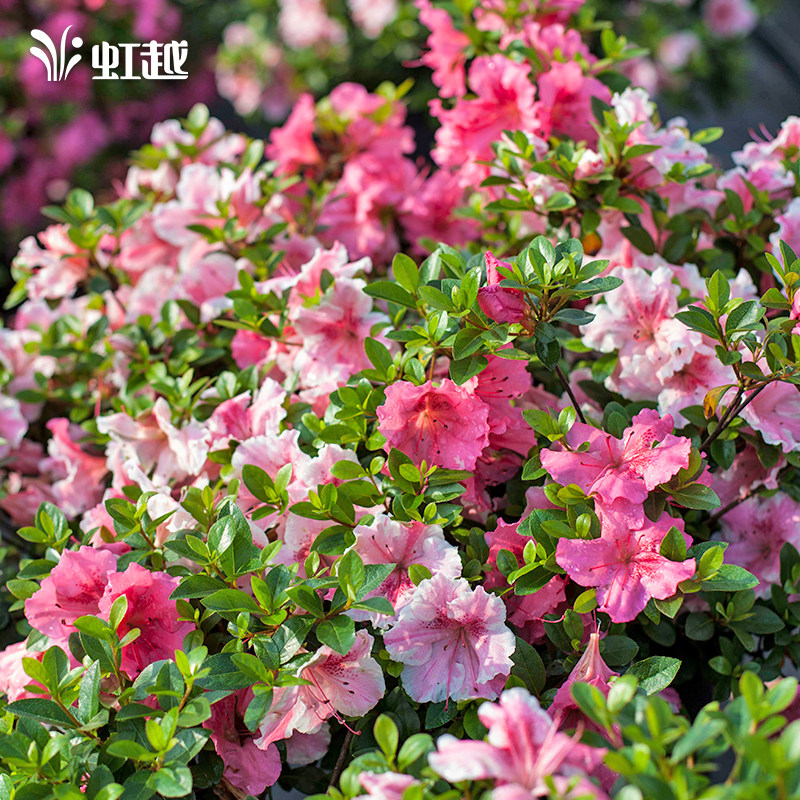 【虹越】安酷杜鹃盆栽苗虹越花园阳台纺绸多季p开花常绿花灌木花