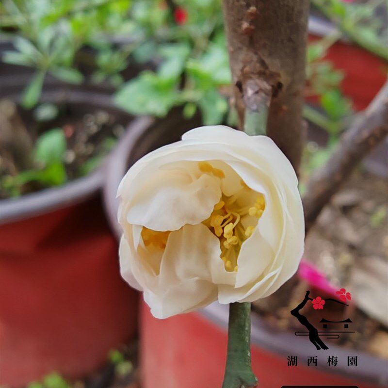 直销新品西梅园】原b生素白台阁梅花扦插两