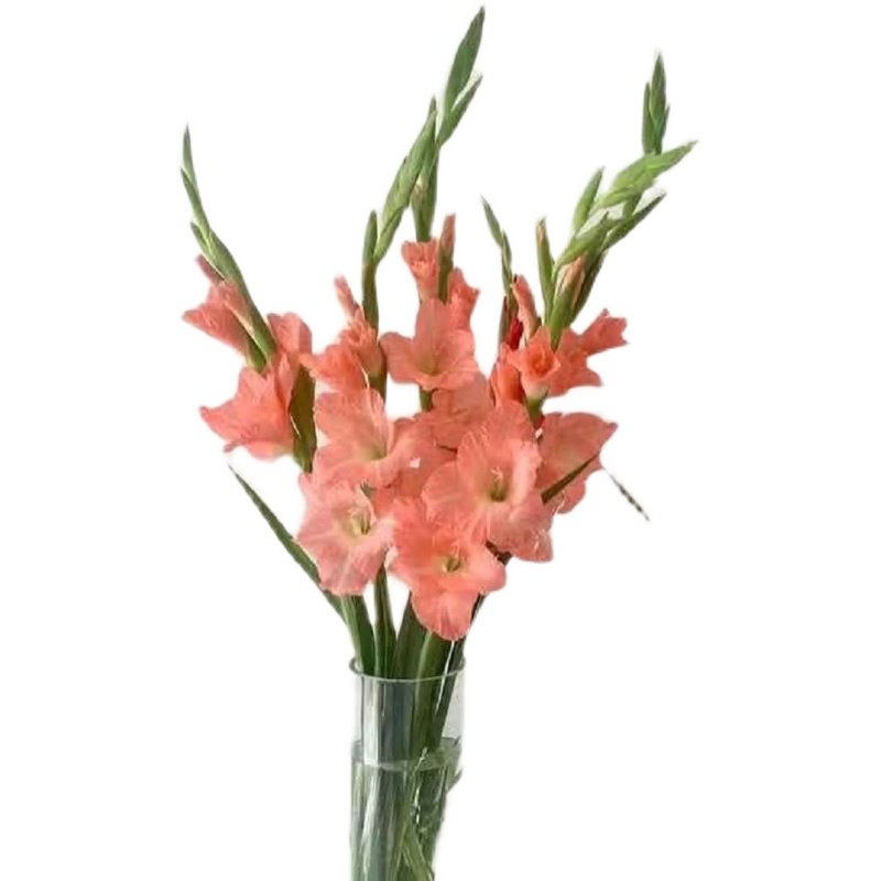 剑兰猫爪兰节g节高顺丰冷链云南鲜花花束同城速递基地直发