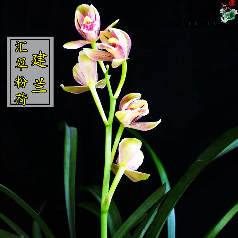 速发兰花a苗建兰四季兰铭品汇翠粉荷正格荷瓣原生老种夏带花苞室