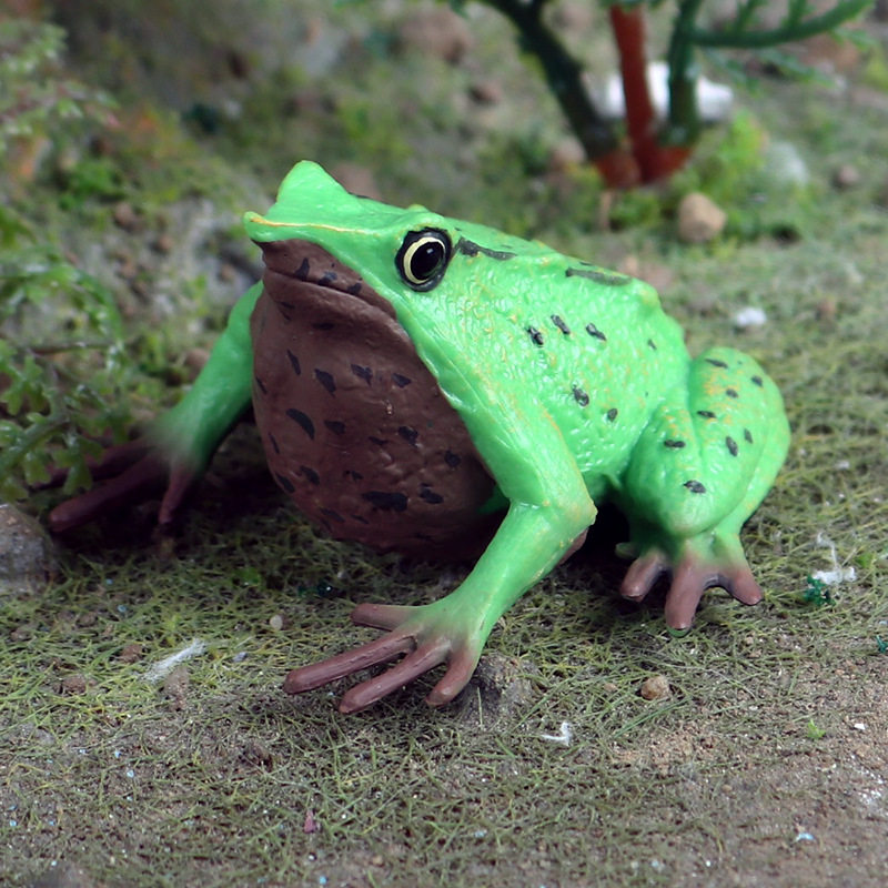 速发儿童认知仿真青蛙达尔文毒蛙三角枯叶蛙蟾蜍动物模型沙盘桌面