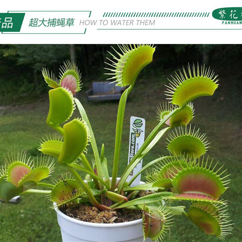 超大捕蝇草食虫草扑蝇草驱蚊草捕蚊子苍蝇盆栽绿植食人花大嘴捕虫