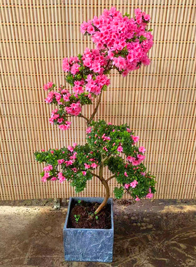 春节年宵花卉杜鹃蜡皮开花杜鹃盆栽粉花公司客户领导长辈喜庆盆景