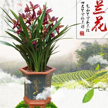 【企黑墨兰】浓香型室内好养绿植盆栽花卉兰花