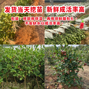 高产嫁接油茶苗山茶油苗茶籽油苗茶油树苗油茶树苗容器杯苗 袋苗