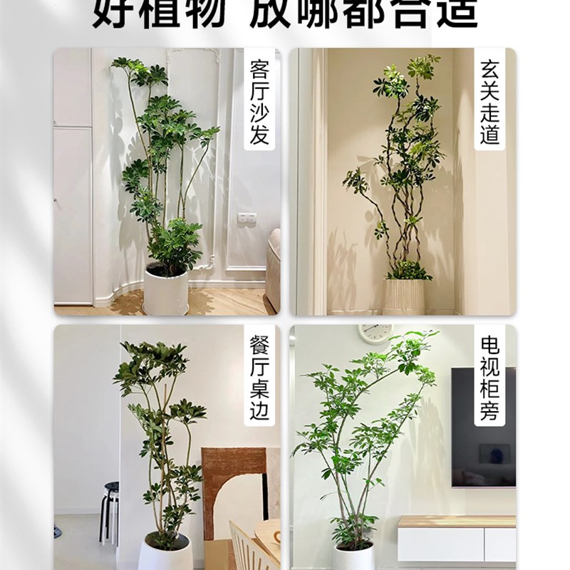 造型鸭脚木客厅大盆栽室内大型绿植落地式真花大号旺宅鸭掌木好养