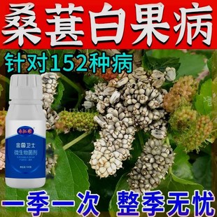 桑葚专用药桑葚病全治白果叶枯病菌核病软腐霜霉病灰霉专用杀菌剂