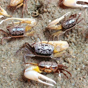 观赏蟹招潮蟹招财蟹另类宠物螃蟹挖洞蟹便宜又好看的螃蟹