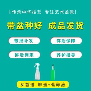 大文竹盆栽假山造型盆景植物室内客厅办公桌花卉绿植四季 常青苗