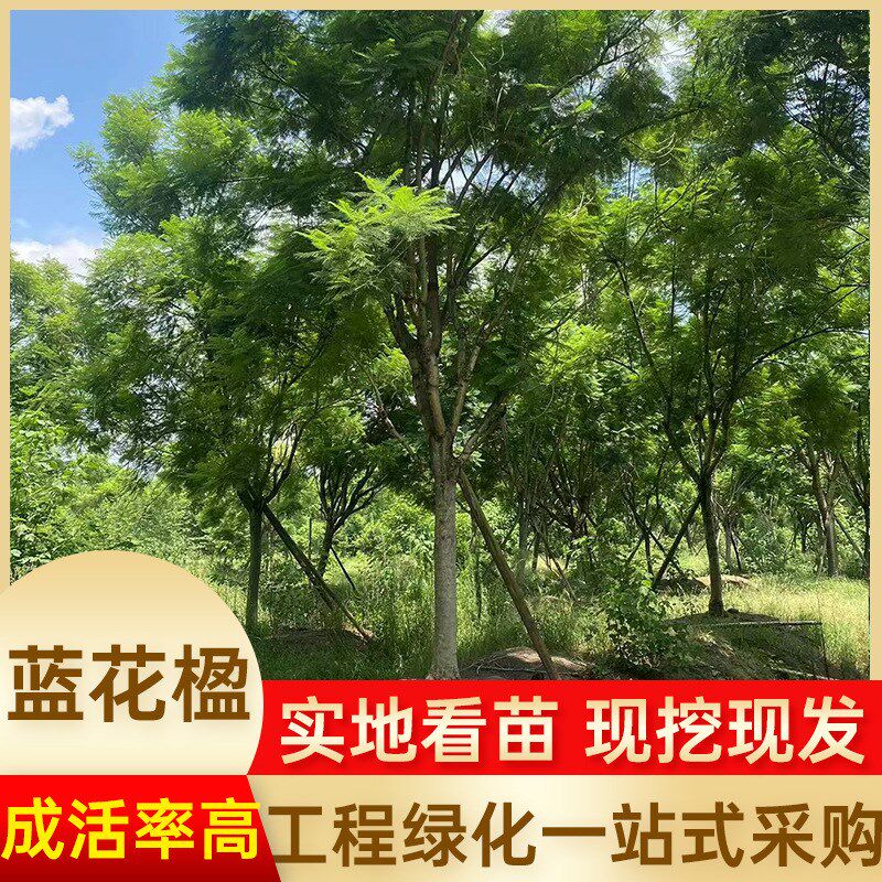 蓝花楹树园林工程树绿化树合欢树苗木桂花树庭院别墅行道苗圃