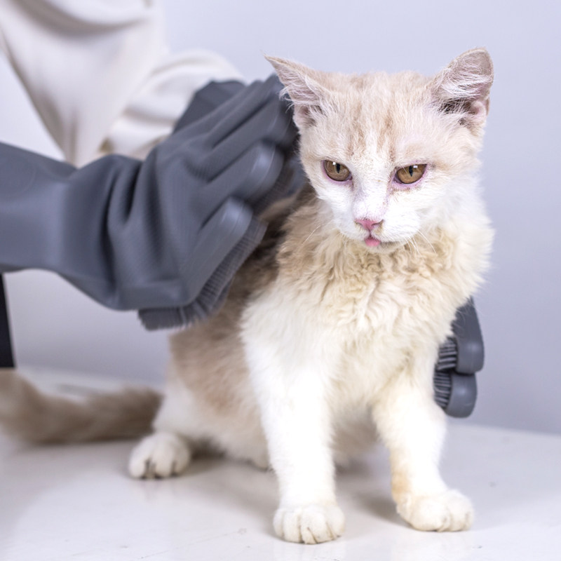 猫咪撸毛神器去浮毛手套刷子狗狗按摩防抓咬洗澡工具宠物清洁用品,模玩/动漫/周边/娃圈三坑/桌游,Cosplay女装/cos女装,淘宝优惠券,粉丝福利购,淘宝优惠卷