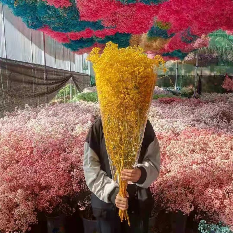 满天星干花花束客厅摆设装饰摆件天然鲜真花风干花束大求婚礼品