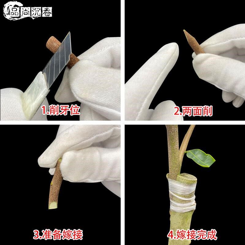 奇楠牙条奇楠芽条枝条绿奇楠树苗奇楠嫁接牙条改良沉香树苗白奇楠