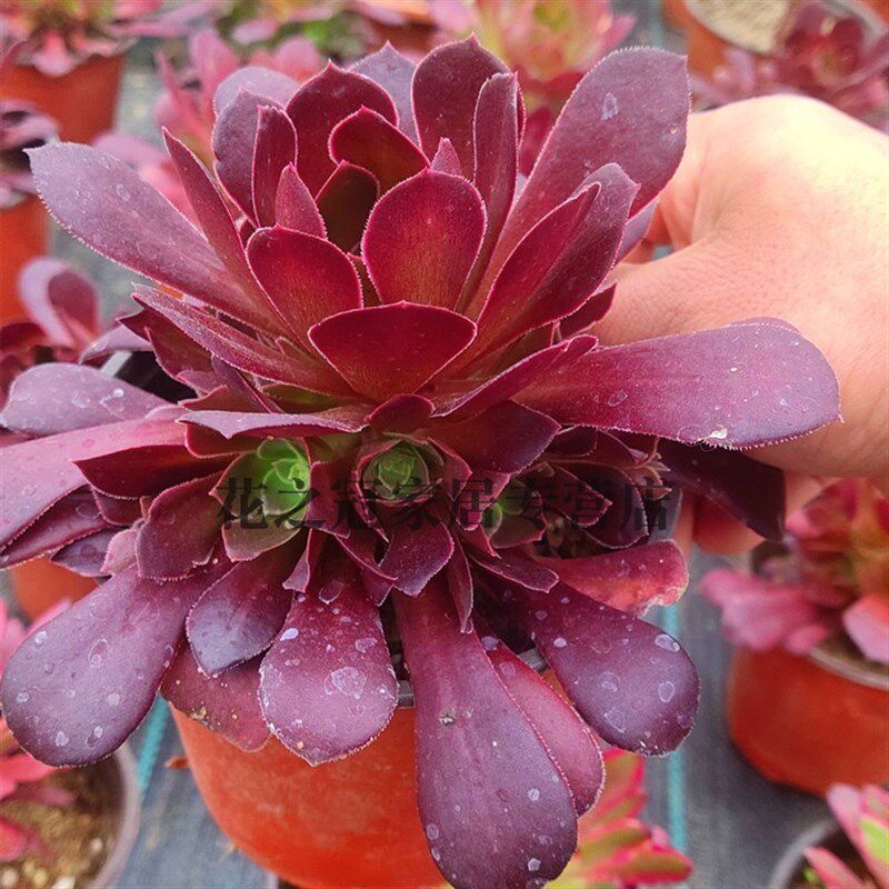 花之冠法师类荷兰圆叶贵货捧花状 多肉植物一物一拍y花卉绿植老桩