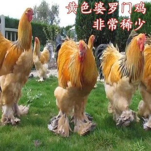 宝鸡种鸡青年鸡观赏鸡 纯种正宗梵天巨型大体宠物婆罗门鸡波兰鸡元