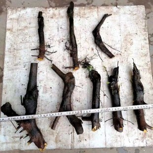 金弹子老桩盆景树桩金蛋子金单子原生母桩公桩生桩熟桩观果植物