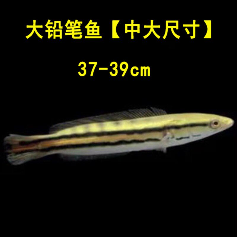 速发大雷龙活鱼小盾鳢多曼大型凶猛肉食混养热带观赏鱼鱼苗