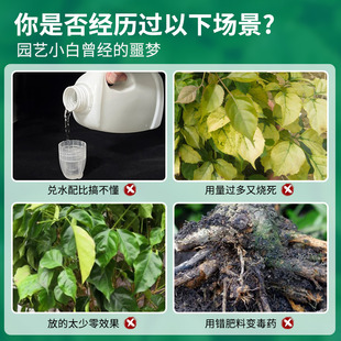 免稀释幸福树专用肥料营养液室内绿植盆栽植物花肥通用治掉叶黄叶