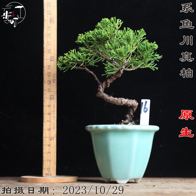 小叶进口品种宫阪系鱼川真柏老桩原生嫁接盆景一物一拍柏树济州