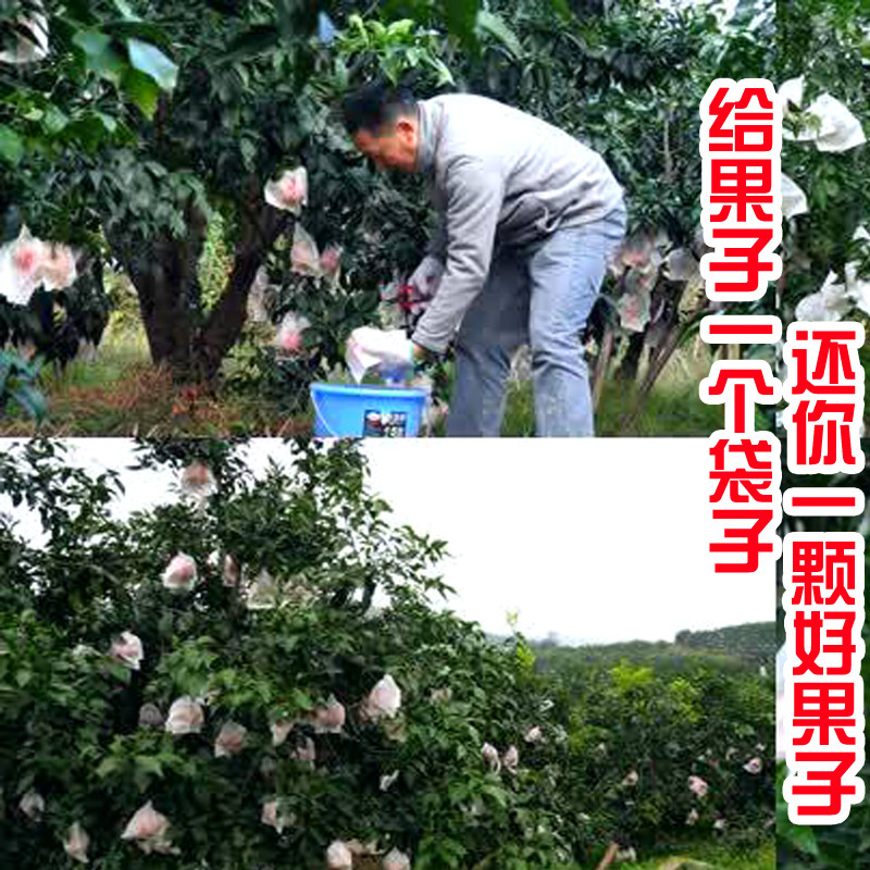 工厂销春见耙耙柑柑橘套t袋f专用袋防鸟防虫袋脐橙红美人果袋防水