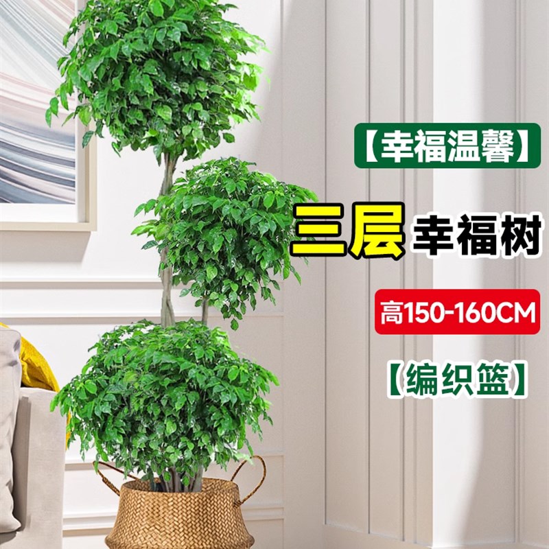 小众高货幸福树客厅盆栽大型绿植办公室内好养落地植物发财树老桩