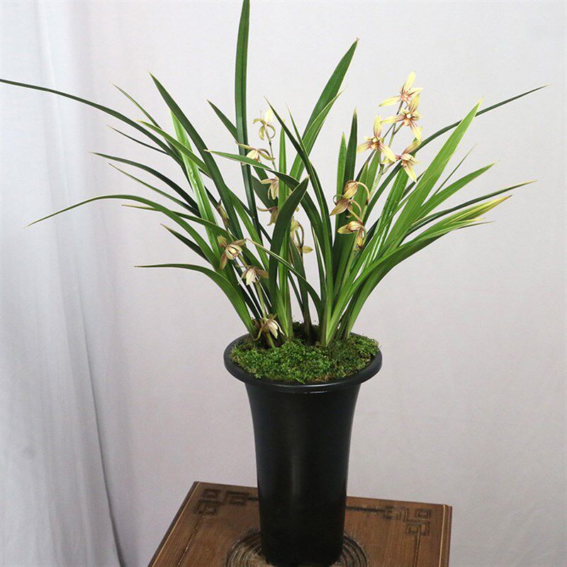 (带花苞)建兰(红香妃)浓香型绿植兰花盆栽浓香型花卉