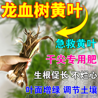 龙血树专用e肥硫酸亚铁肥龙须树肥料营养液千年木翠兰肥料花卉绿