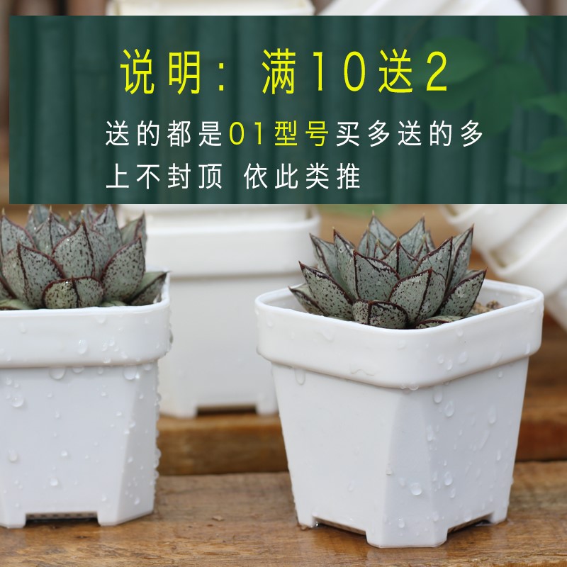 速发升级特厚多肉矮方盆生石花肉锥毛汉尼播种塑料透气白方花盆多
