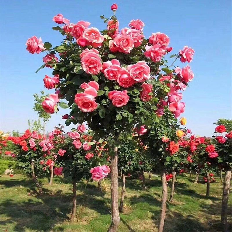 棒棒糖树桩月季花苗特大花朵花卉植物庭院四季开玫瑰带花树状月季