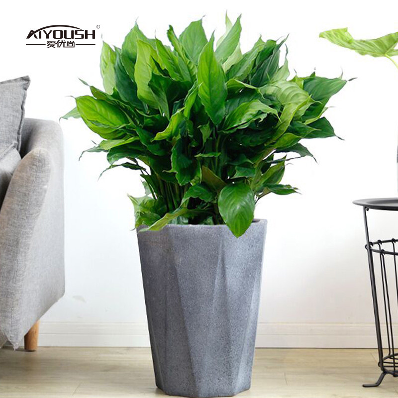 爱优尚万年青盆栽植物室内绿植大型四i季常青大叶办公室高档绿植