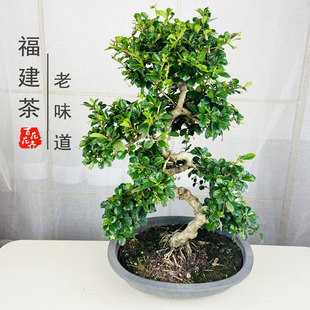 福建茶树桩盆景S型室内办公桌面花卉盆栽绿植四季 常青植物吸甲醛