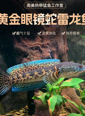 黄金眼镜蛇雷龙鱼凶猛热带观赏鱼淡水宠物鱼大型雷龙肉食性鱼苗