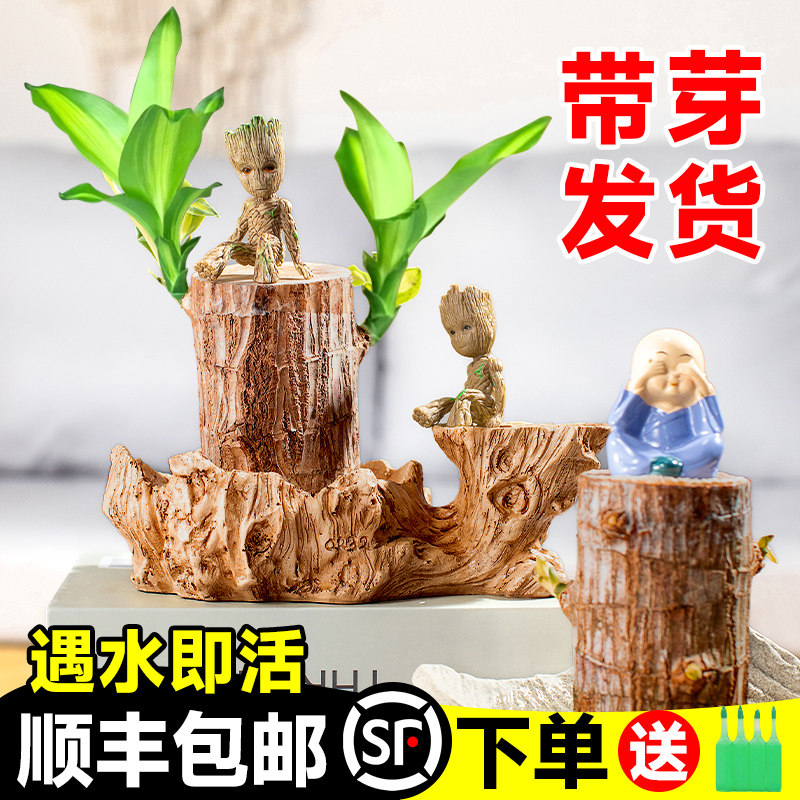 真巴西木格鲁特幸运木开花卉水培植E物室内水养绿植带芽盆栽小树