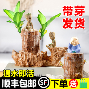 真巴西木格鲁特幸运木开花卉水培植E物室内水养绿植带芽盆栽小树