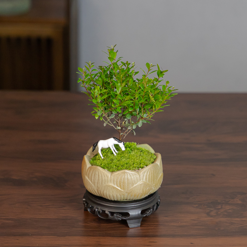 小叶赤楠盆景室内绿植花卉盆栽老桩客厅办公室桌面摆件好养植物苗
