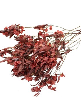 云南干花永生花迎客豆蝴蝶花喜庆年宵花过年节日民宿软装装饰插花