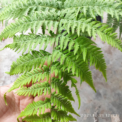 苔米花园针毛蕨庭院阳台大型观叶耐旱耐荫植物花园阴生多年生蕨类