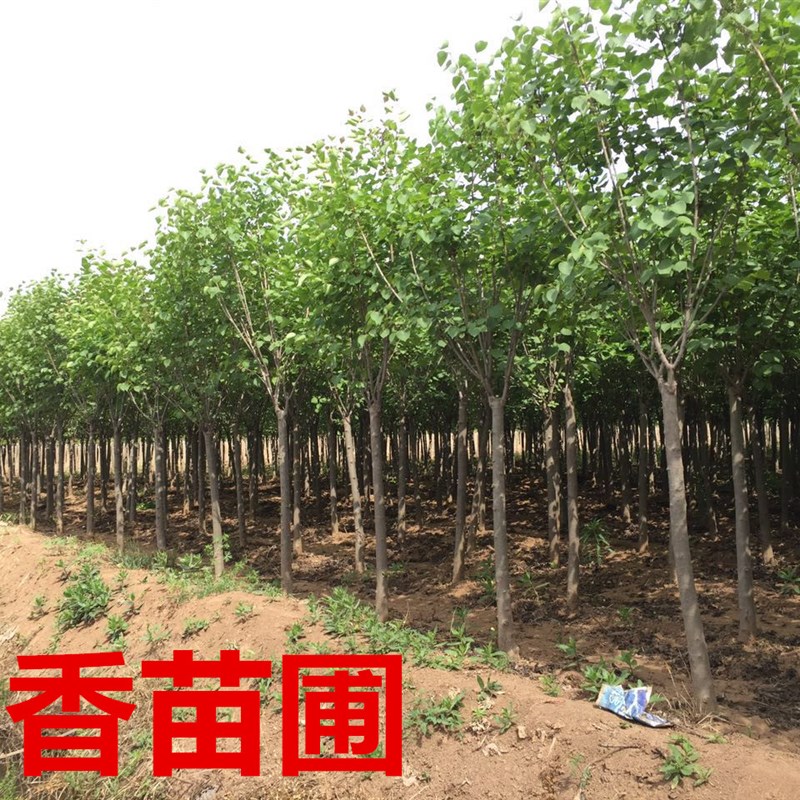 丁香花树苗别墅庭院耐寒浓香植物花卉嫁接紫色丁香花树风景树