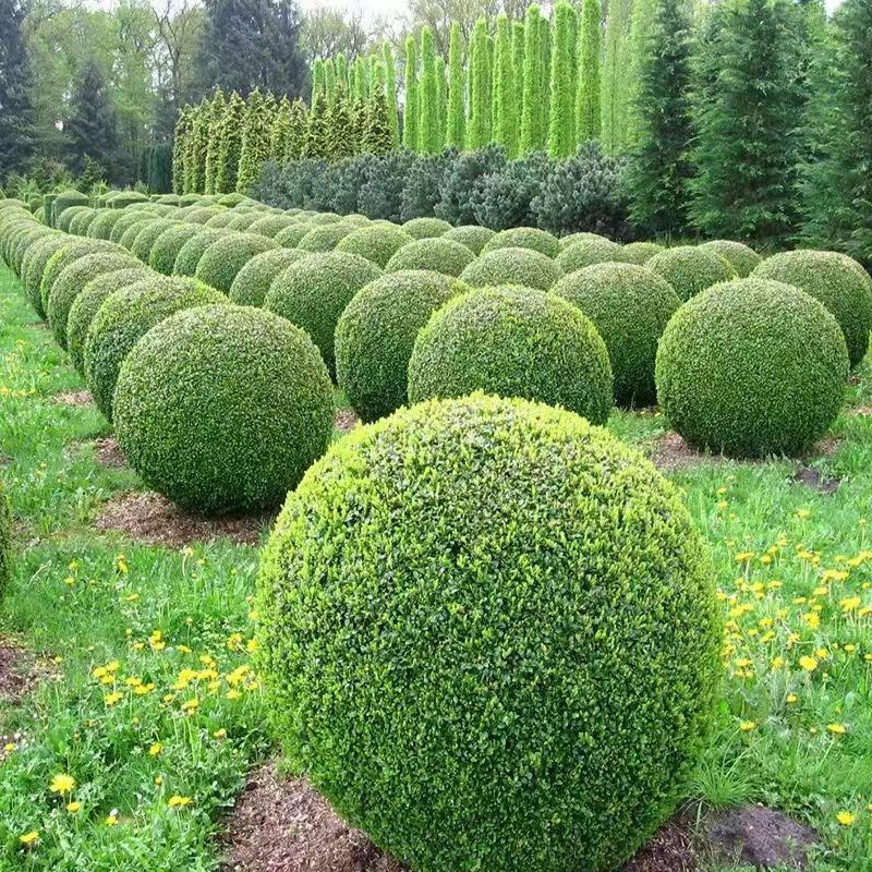 亮晶女贞球棒棒糖造型盆栽树苗小叶女贞高杆四季长青花镜耐寒植物