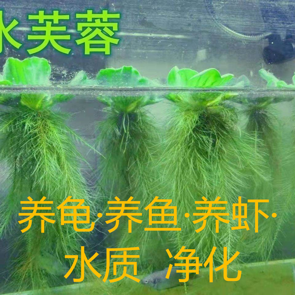 水芙蓉水浮莲水浮萍水葫芦v水生水草植物水培净化水质龟缸水族造