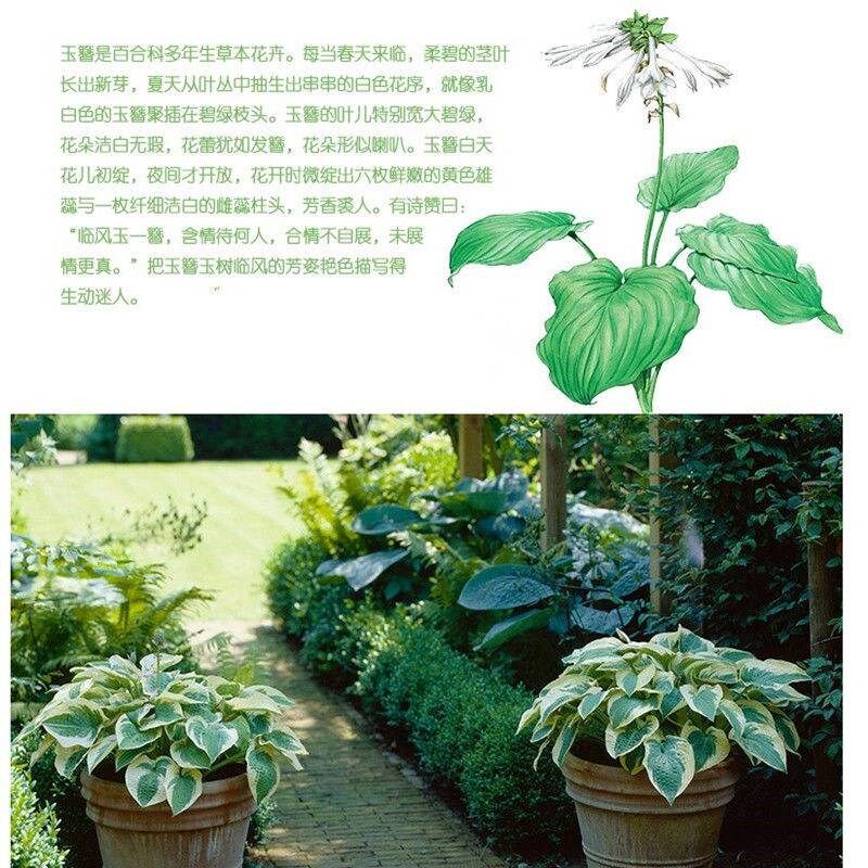 玉簪花苗别墅庭院地被植物宿根花卉易种植耐寒花叶玉簪苗