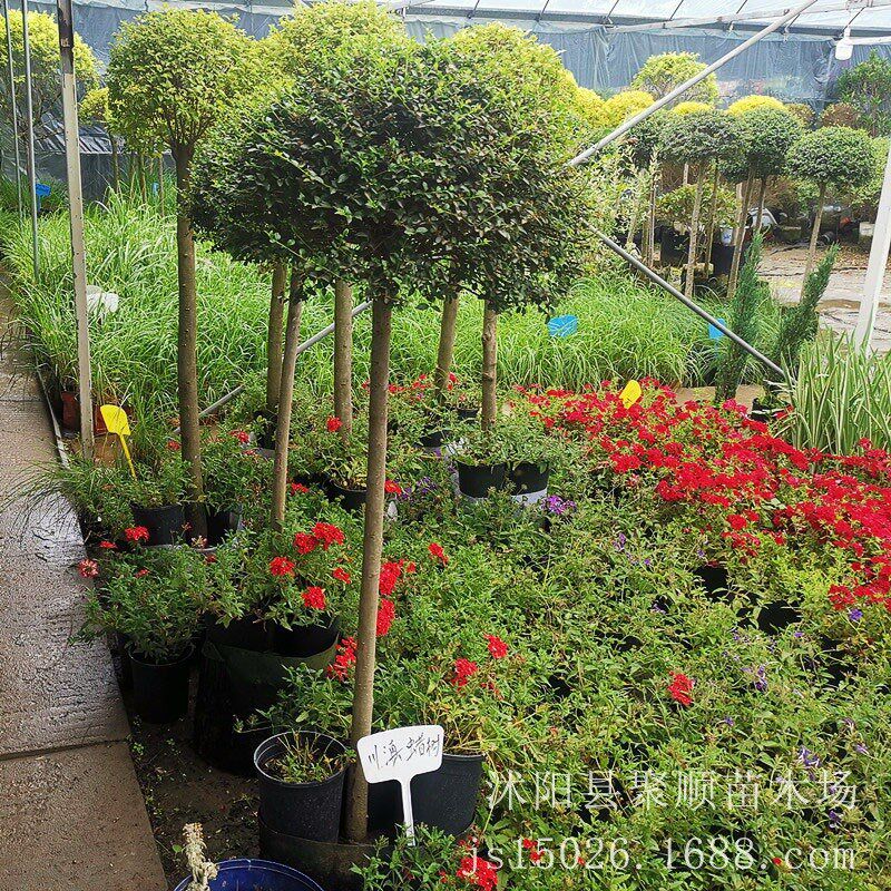 川滇蜡树苗独杆棒棒糖树形常v绿别墅庭院阳台造型花卉花园盆栽植