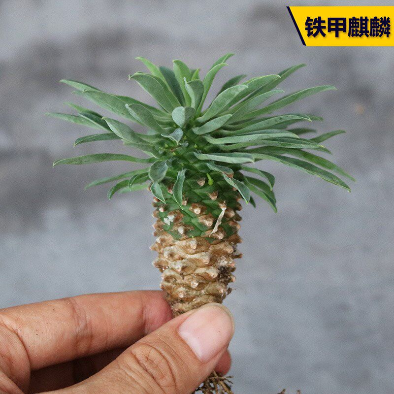 小众高货铁甲麒麟大戟科多肉植物稀有开花美观好养绿植花卉阳台庭