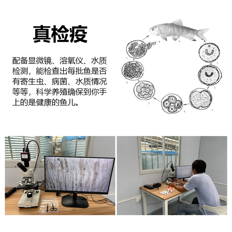 速发原生鱼工厂长鳍鱲溪石斑宽鳍鱲马口鱼鳑鲏冷水鱼溪流缸观赏鱼