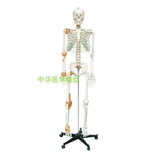 170cm人体骨骼模型骨架医学标本 推荐 成人全身骷髅标本教学脊椎神