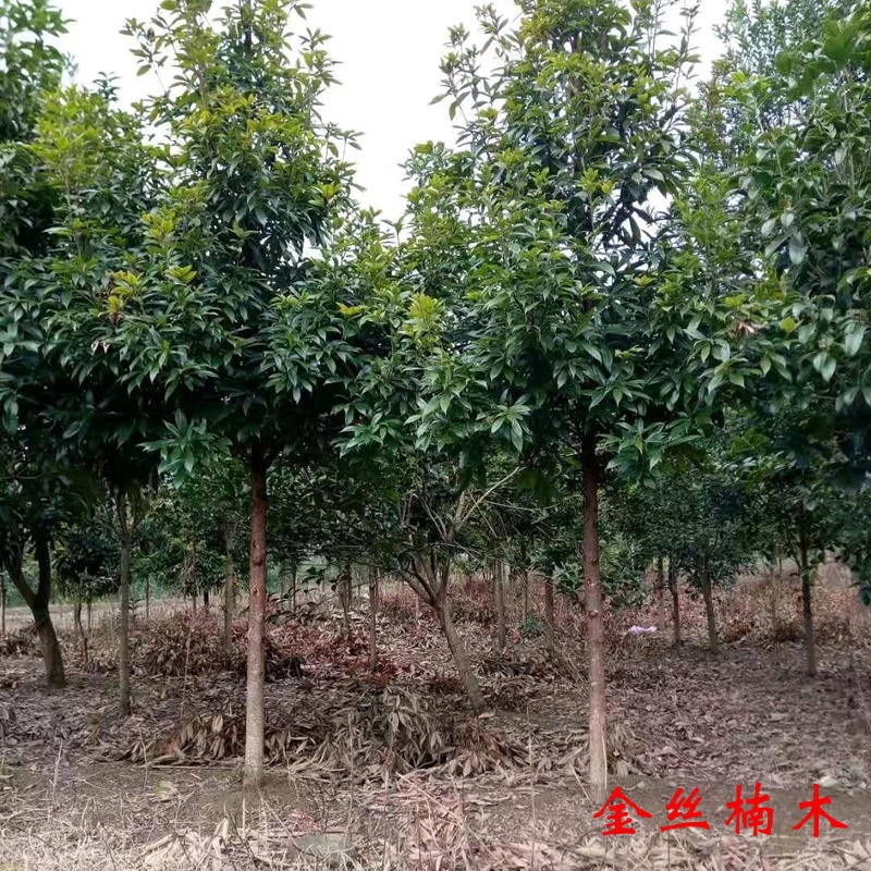 金丝楠木树苗正宗小叶桢楠珍稀名贵木材雅楠树带原土球楠木苗