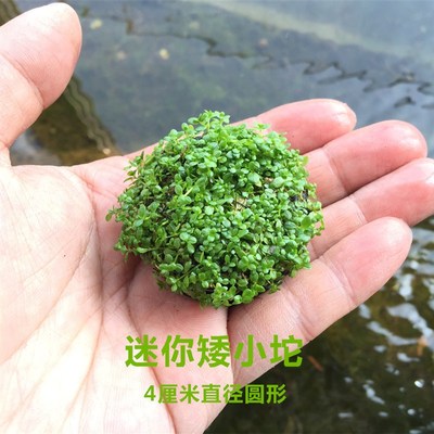 前景草迷你矮珍珠天湖葵挖耳迷你矮佗坨草活体真水草鱼缸造景水草